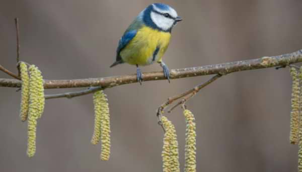 Catkins