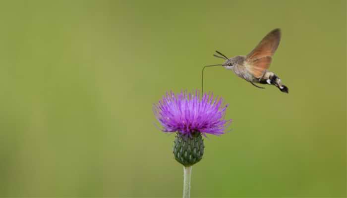 The Hummingbird Hawkmoth
