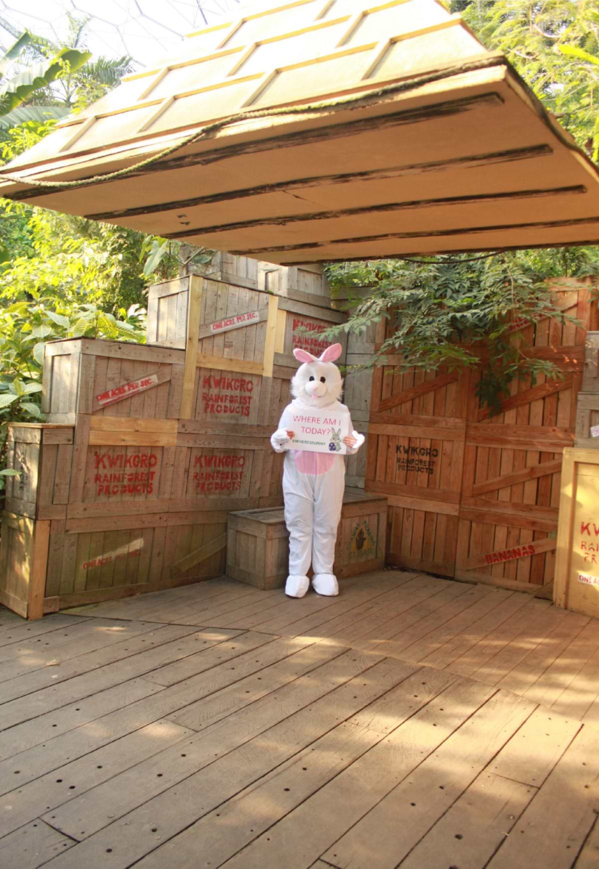 Day One ... #WheresBunny