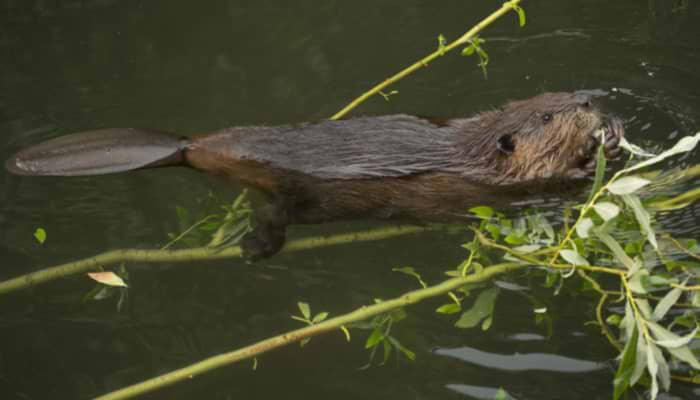 The Eager Beaver: Our Climate Saviour