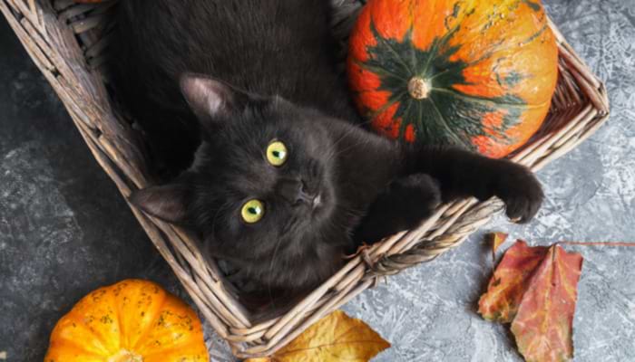 Black Cats: The Hocus Pocus