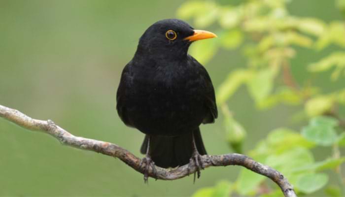 Sing a Song of Sixpence