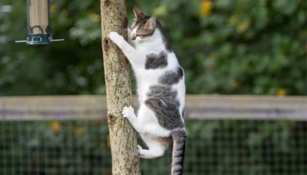 Garden Birds: Safer Feeding Tips