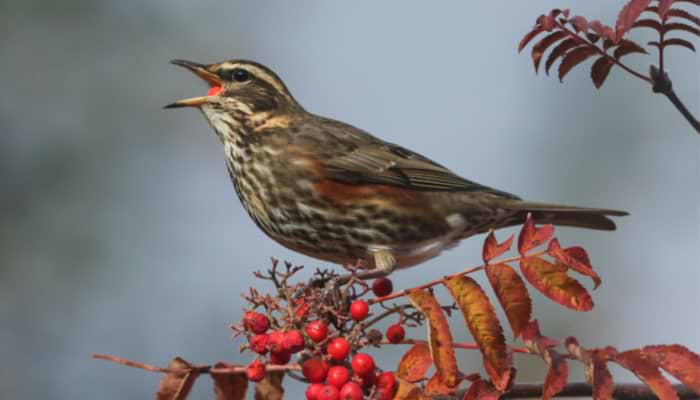 February: The Garden Bird