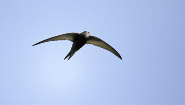 A Swift Look at the Facts