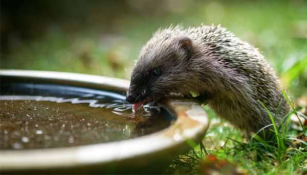 Hedgehogs in the Garden