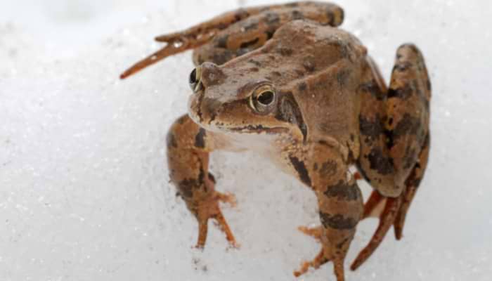 Winter Garden: A Treasure Trove of Wildlife