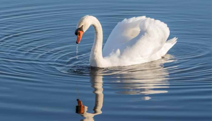 Swanning Around!
