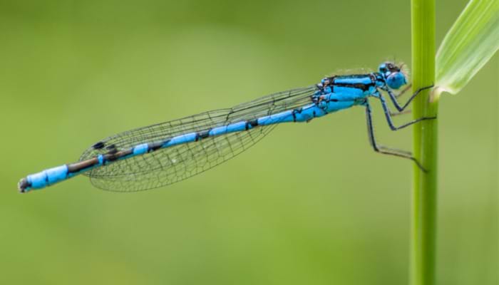 The Damselfly