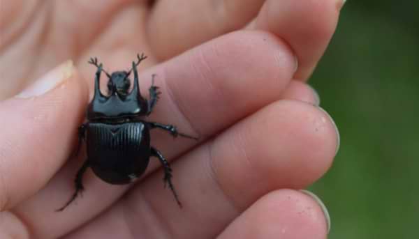 British Beetles