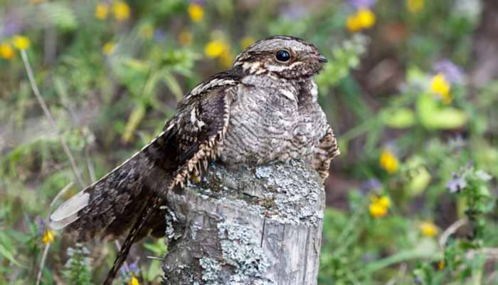 The Nightjar