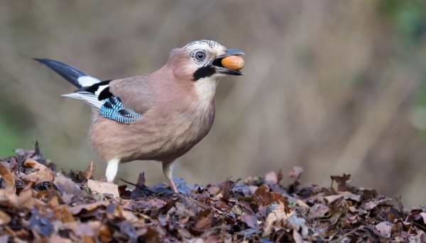 Jays: The Acorn Planters