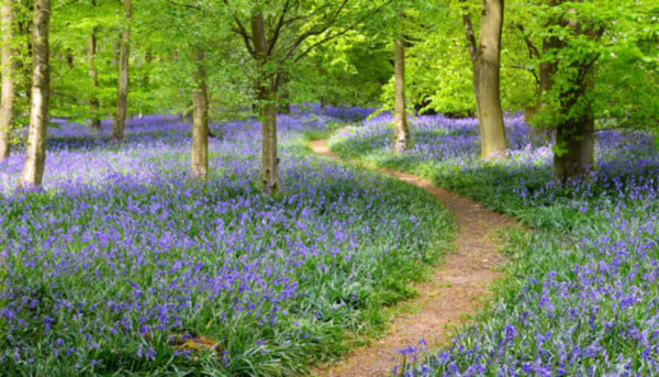 The UK’s Hidden Woodland Treasures