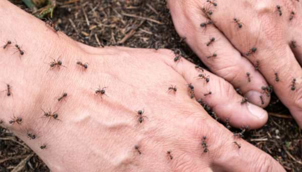 Ants’ Antics