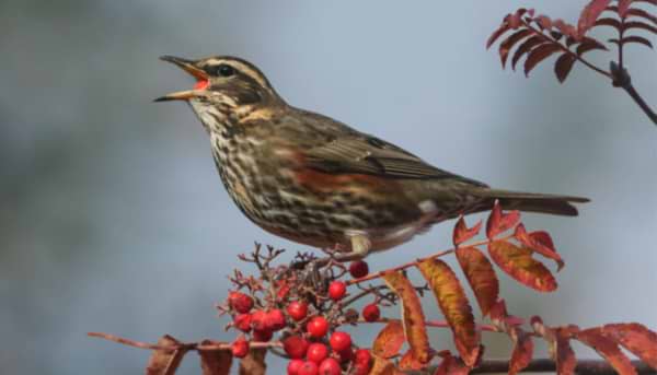 February: The Garden Bird