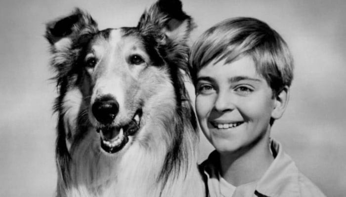 Lassie