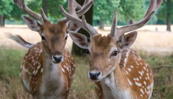 Deer oh Dear!
