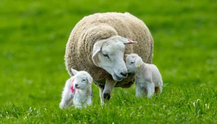 The Splendour of Spring