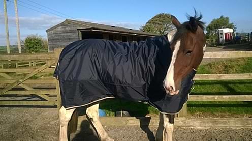 Charlottes Review on Horsewares Just-a-Rug ...