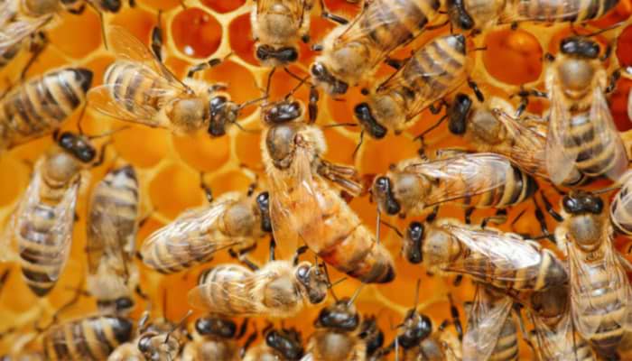 Busy Bee