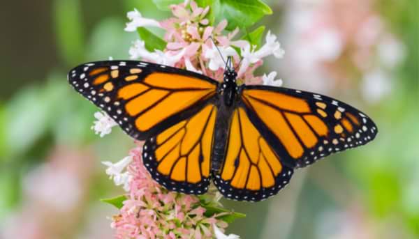 The Monarch Butterfly