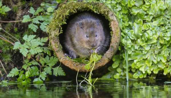 The Water Vole