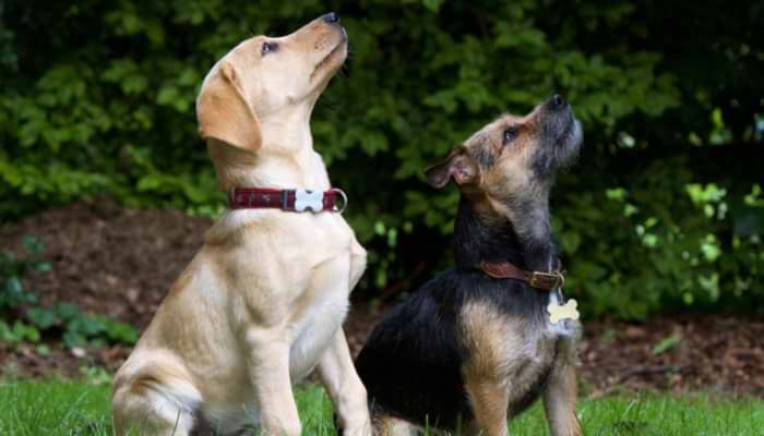 Barbara Woodhouse: Sit!