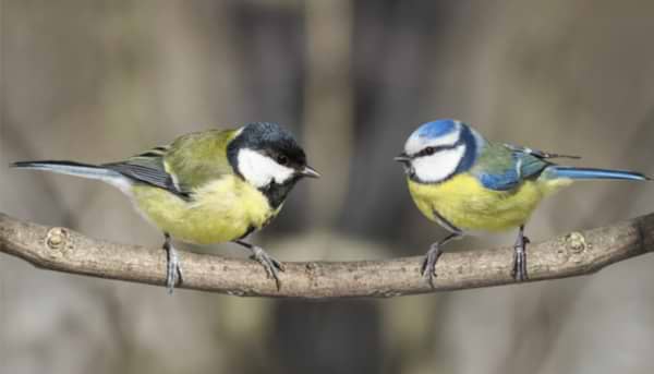 British Birdwatch Results 2021