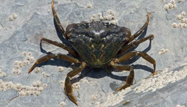 A Rockpool of Surprises