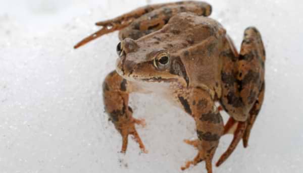 Winter Garden: A Treasure Trove of Wildlife