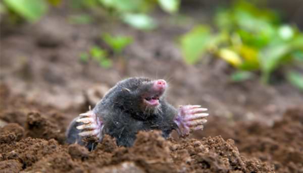 I am a Mole and I Live in a Hole
