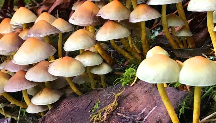 Fascinating Fungi Facts