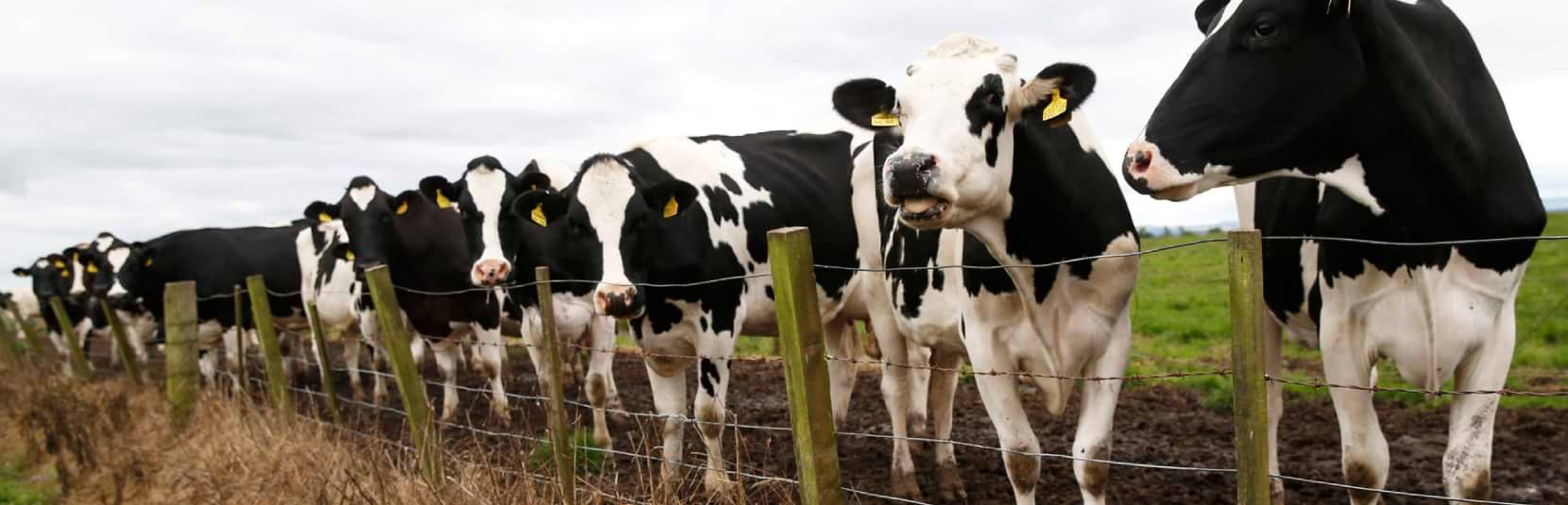Livestock Essentials Livestock Essentials