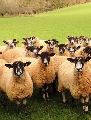 Sheep Feed