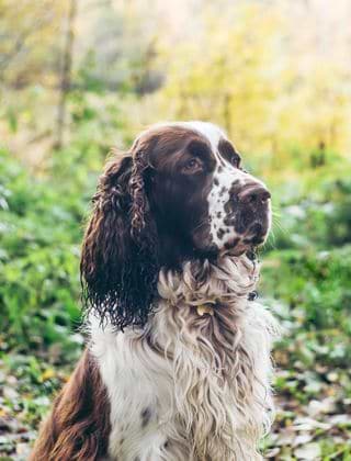 Food for Adult Working Dogs