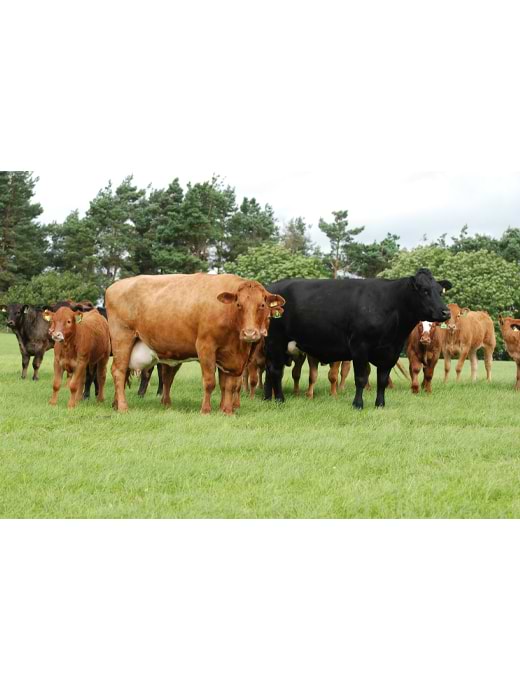 Castlehill Grass Seed 20kg