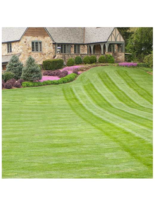 Formal Lawn Seed No Ryegrass 2kg