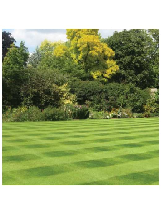 Prizelawn Lawn Seed With Ryegrass 10kg