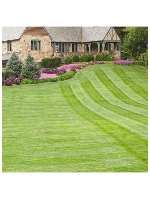 Formal Lawn Seed No Ryegrass 10kg