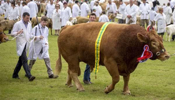 Young Farmers: A Brief History