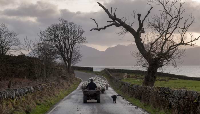 While Shepherds Watched Their Flocks