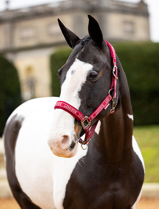 Saddlery