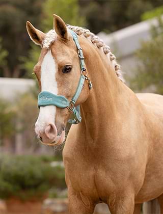 Headcollars & Tack
