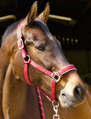 Headcollars & Leadropes