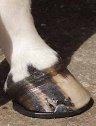 Hooves Hooves