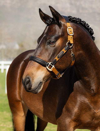Horse Accessories Horse Accessories
