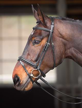Horse Wear Horse Wear