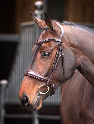 Saddlery Saddlery