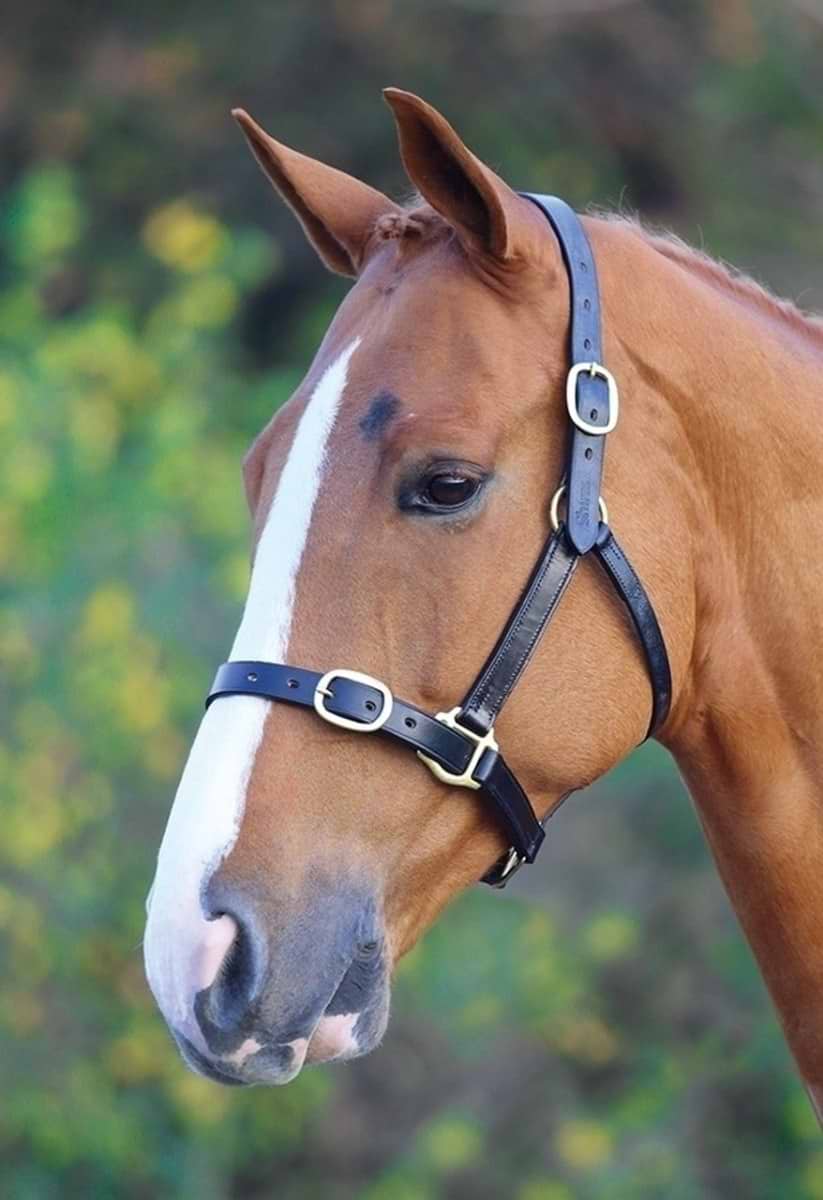 Shires Velociti GARA Fully Adjustable Leather Headcollar Black