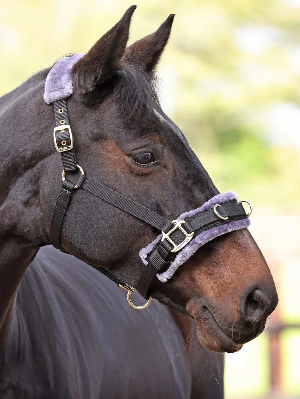 Shires Fleece Lined Lunge Cavesson 